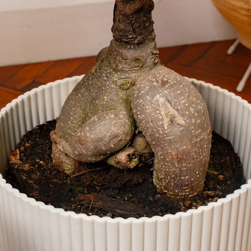 Ficus 'Ginseng'