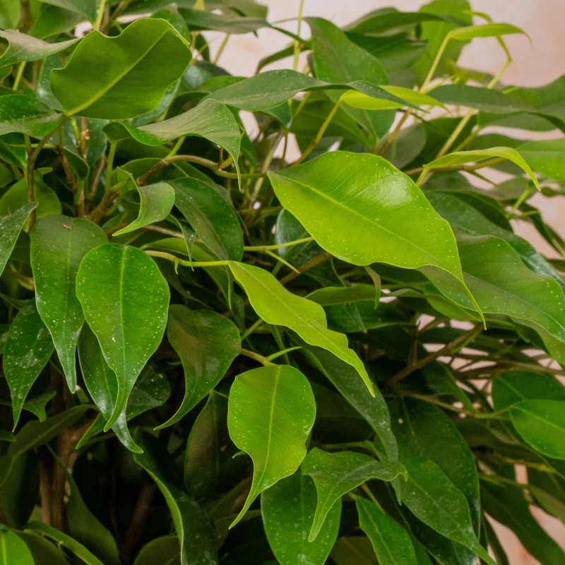 Ficus 'Dark Green Kinky Stem'