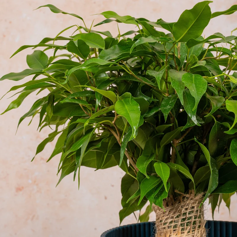 Ficus 'Dark Green Kinky Stem'