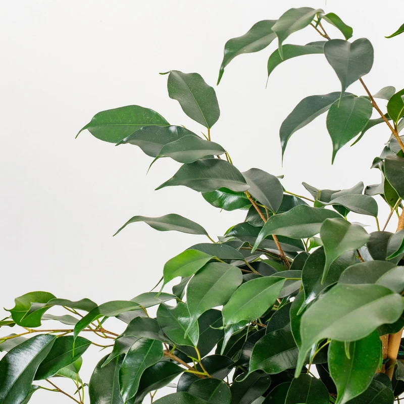 Ficus 'Danielle'