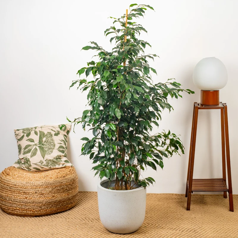 Ficus 'Danielle'