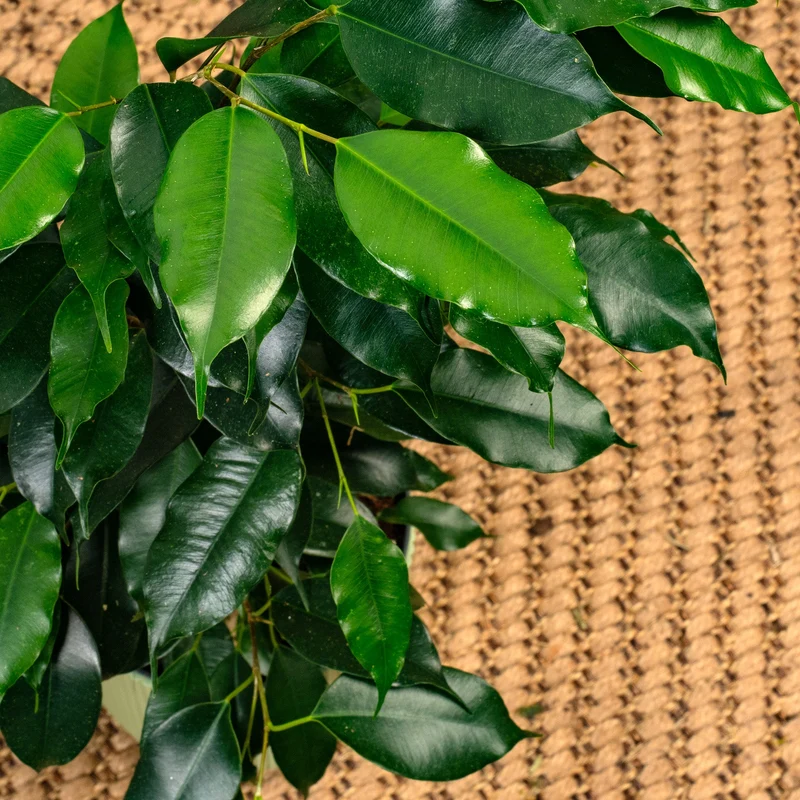 Ficus 'Danielle'