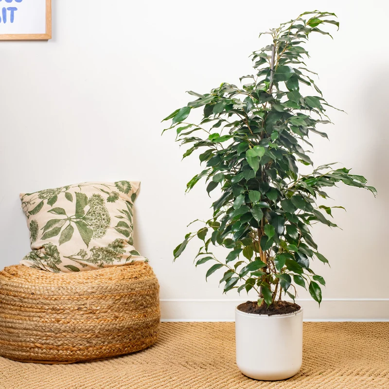 Ficus 'Danielle'