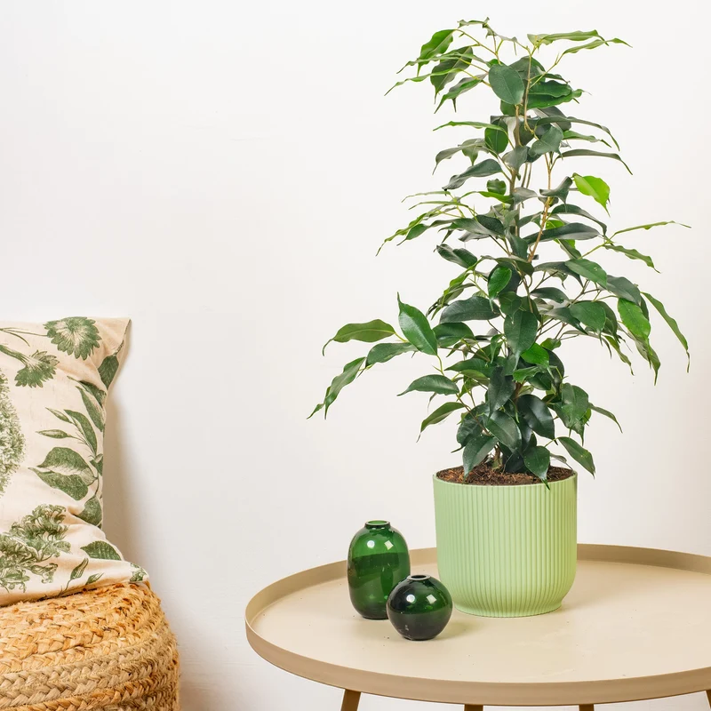 Ficus 'Danielle'