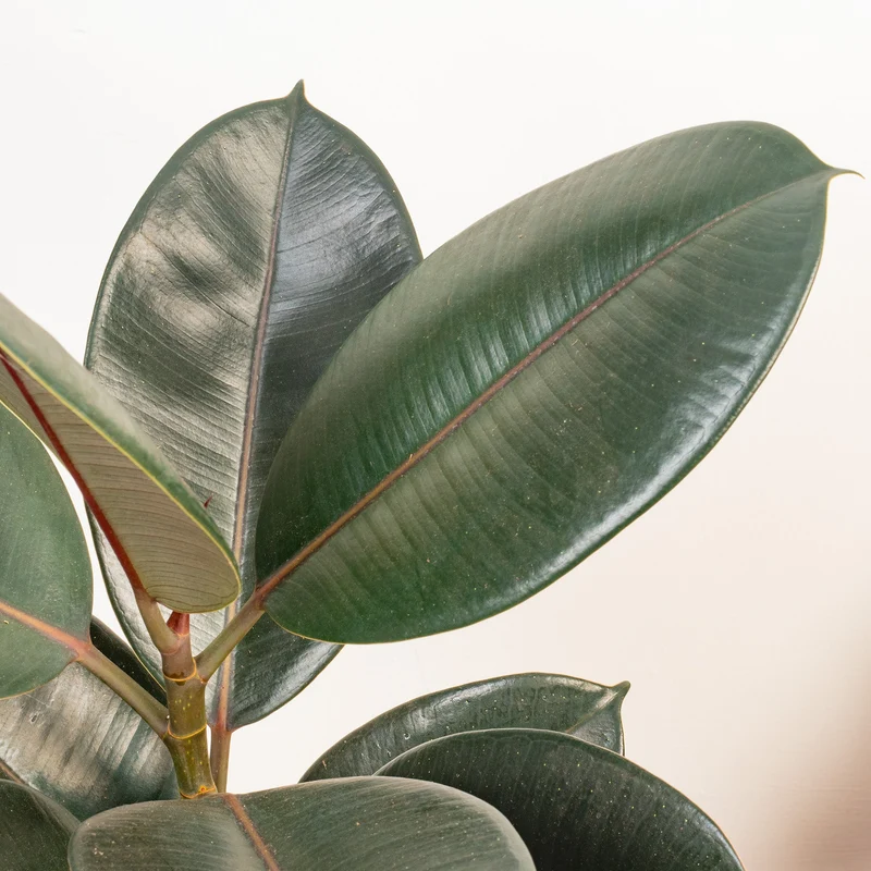 Ficus 'Abidjan'