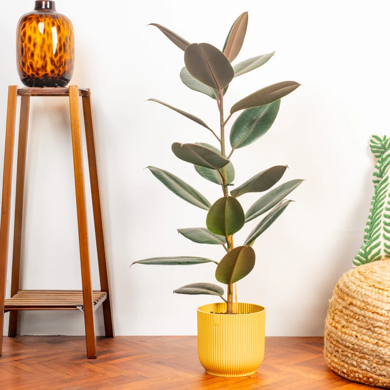 Ficus 'Abidjan'