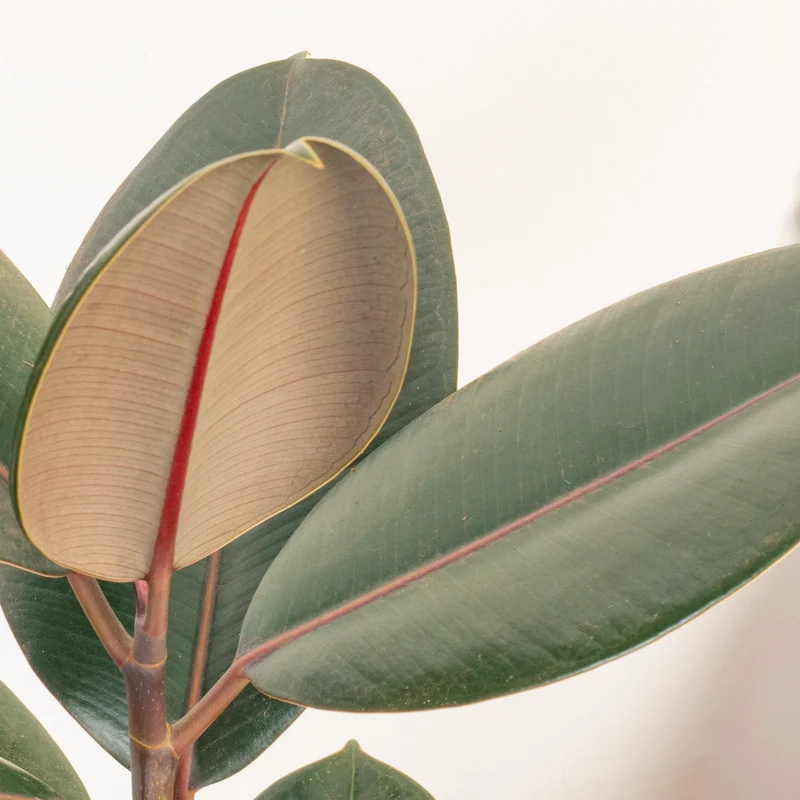 Ficus 'Abidjan'
