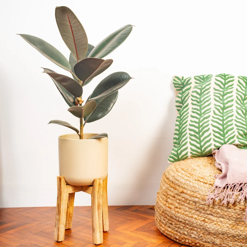 Ficus 'Abidjan'