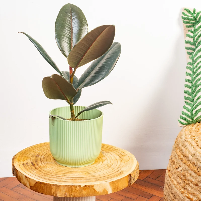 Ficus 'Abidjan'