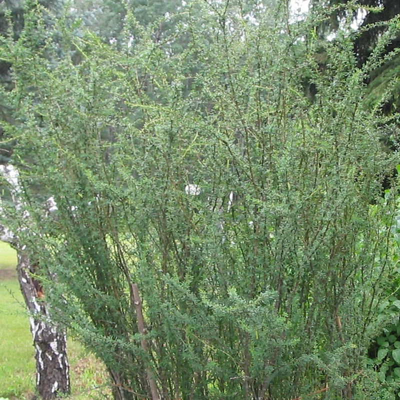 Erlenblättrige Felsenbirne 'Smokey'