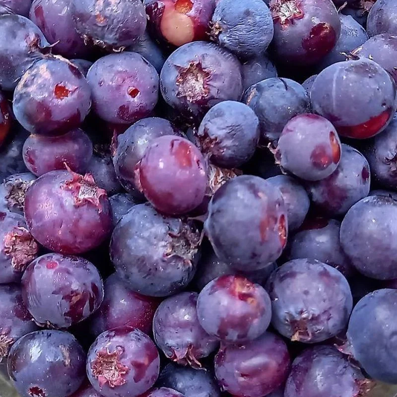 Erlenblättrige Felsenbirne 'Thiesson'