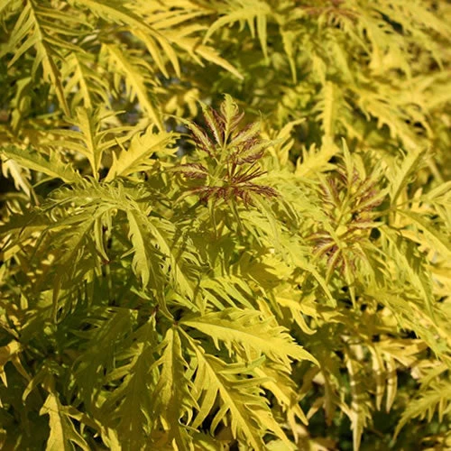 Traubenholunder 'Sutherland Gold'