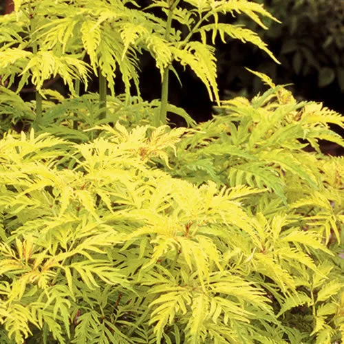 Traubenholunder 'Sutherland Gold'