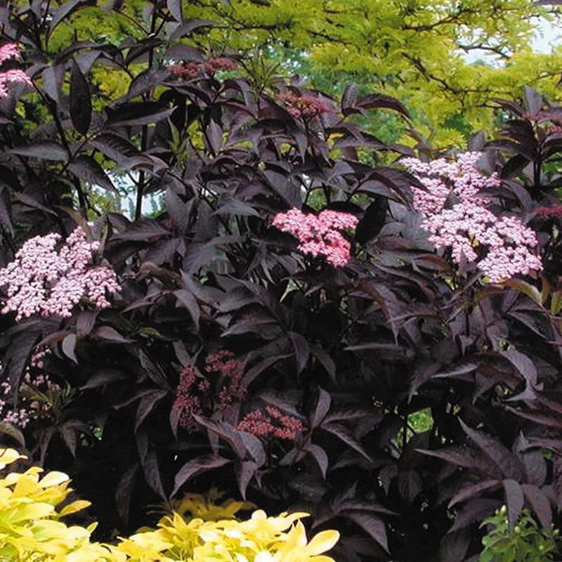 Schwarzer Holunder 'Black Beauty'