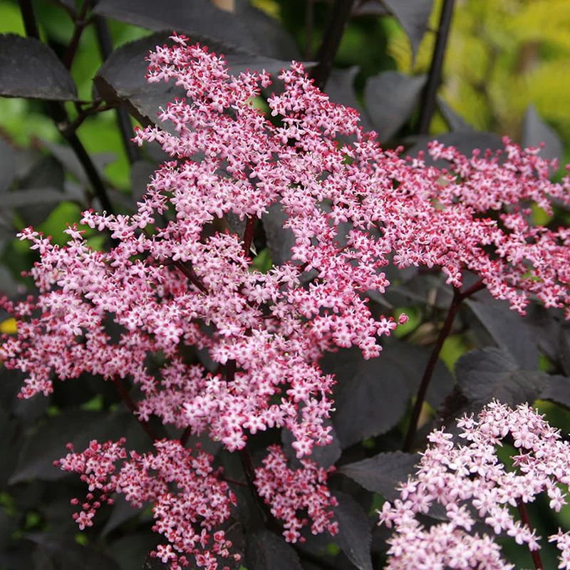 Schwarzer Holunder 'Black Beauty'