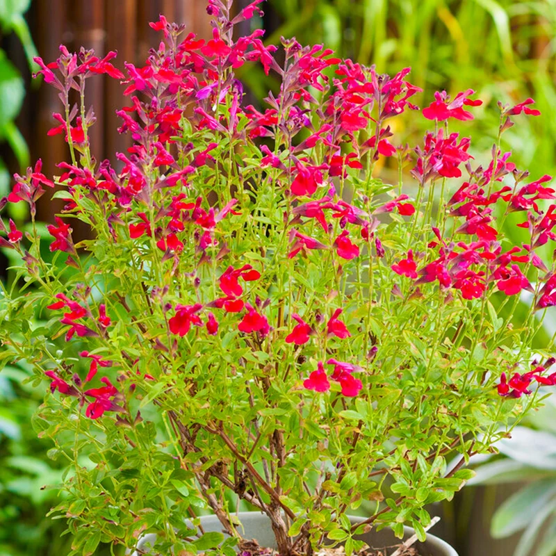 Salbei 'Magical Colorado'