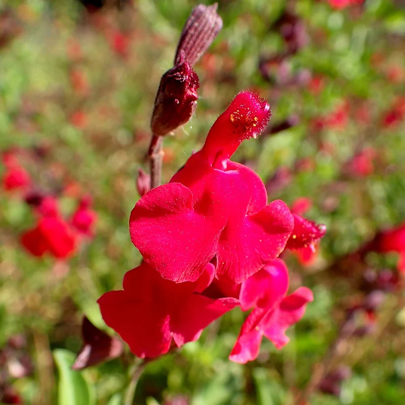 Salbei 'Magical Colorado'