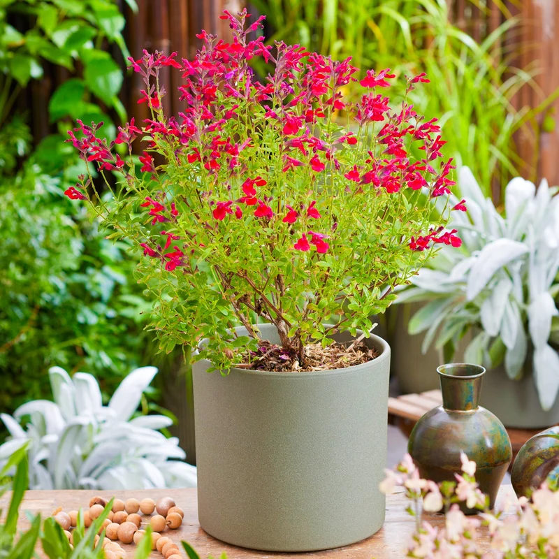 Salbei 'Magical Colorado'