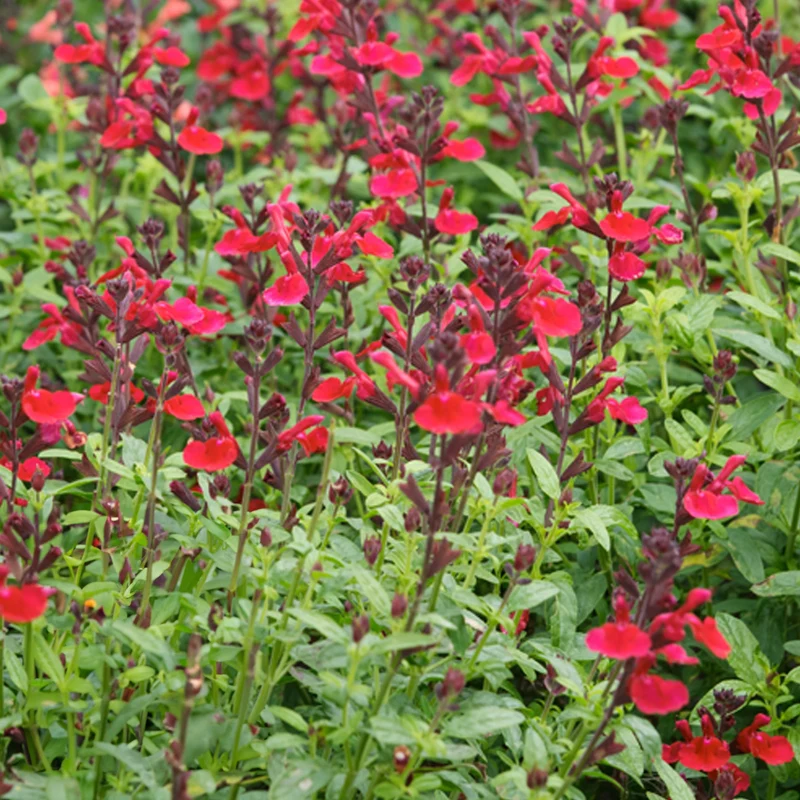 Salbei 'Magical Colorado'