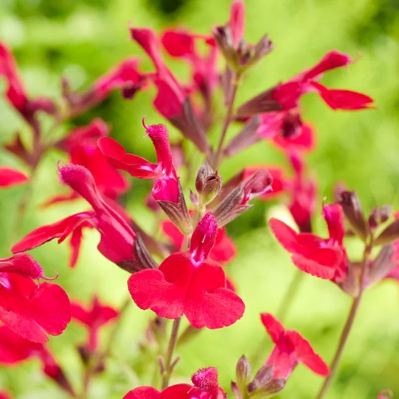Salbei 'Magical Colorado'