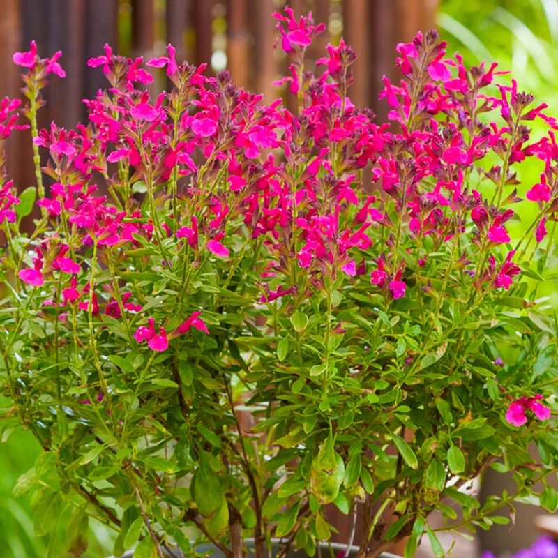 Salbei 'Magical Amazone'