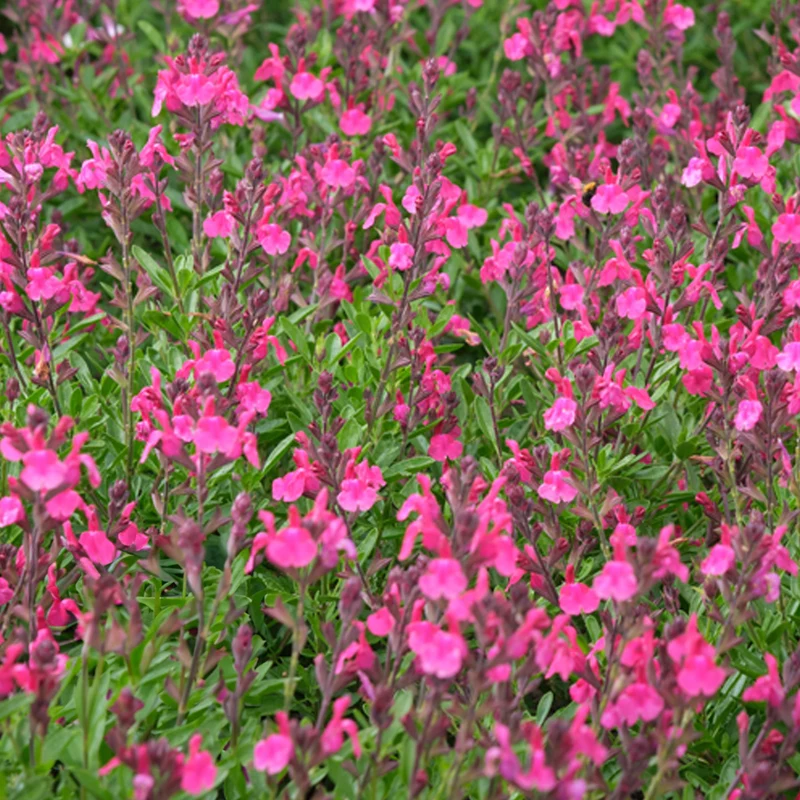 Salbei 'Magical Amazone'