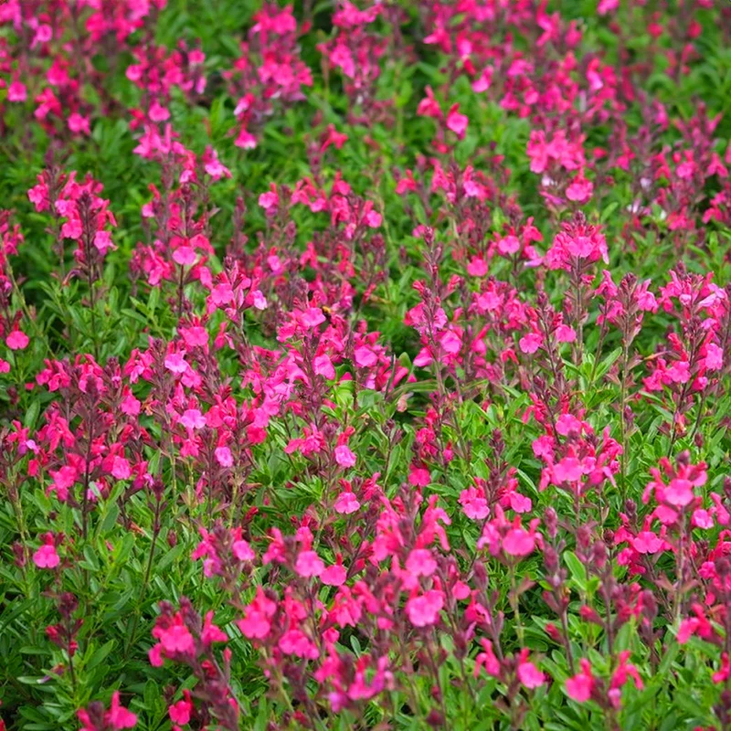 Salbei 'Magical Amazone'