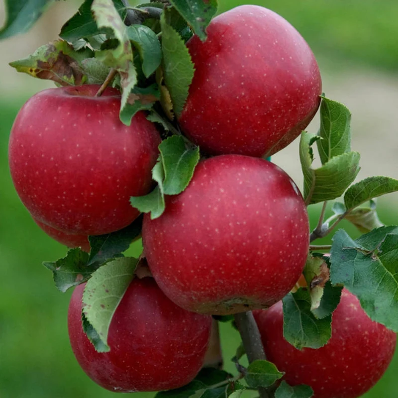 Apfel 'Jonagold' Terrassenbaum
