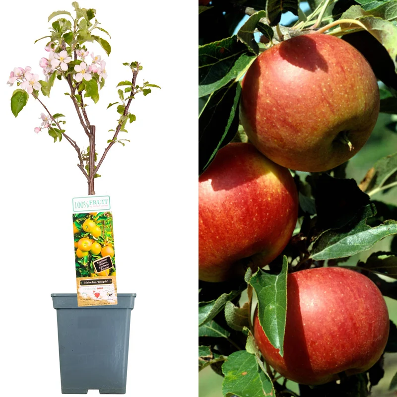 Apfel 'Jonagold' Terrassenbaum