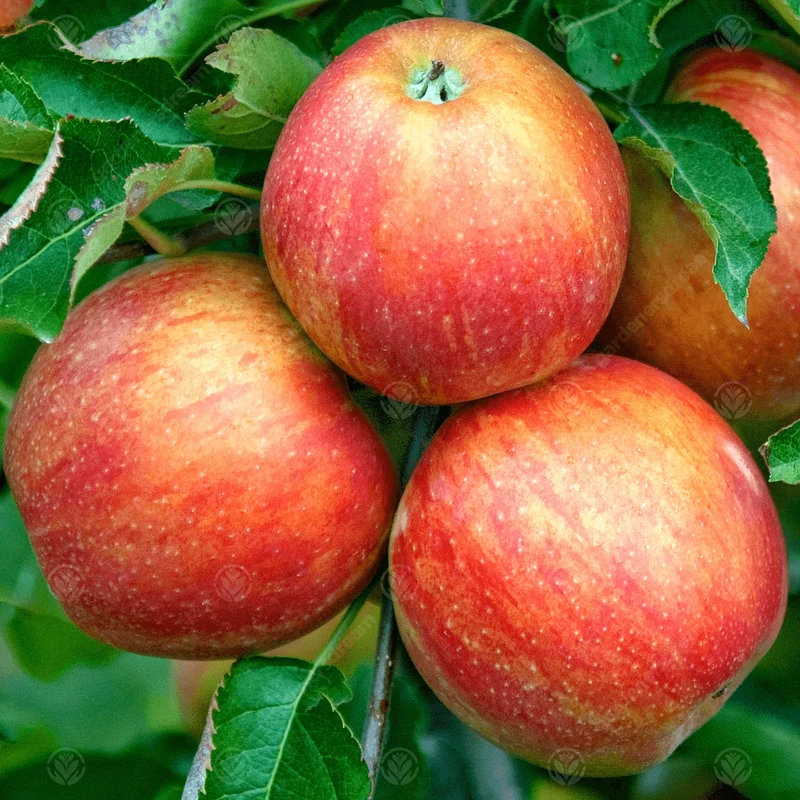 Apfel 'Jonagold' Terrassenbaum