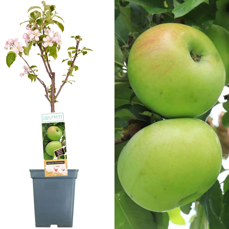 Apfel 'Granny Smith' Terrassenbaum