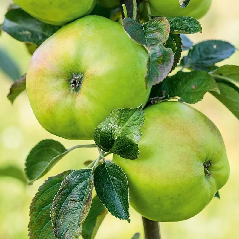 Apfel 'Granny Smith' Terrassenbaum