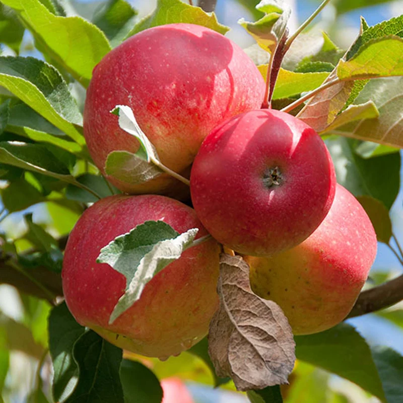 Apfel 'Gala' Terrassenbaum