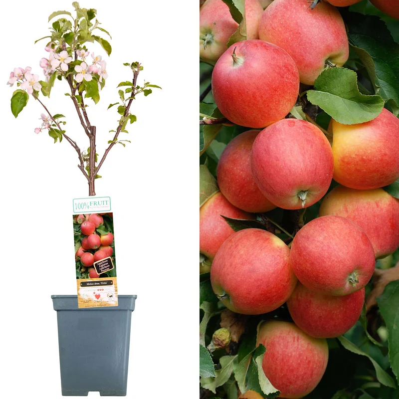 Apfel 'Gala' Terrassenbaum