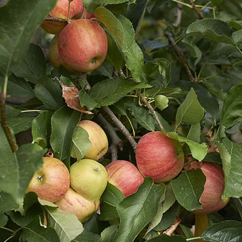 Apfel 'Gala' Terrassenbaum