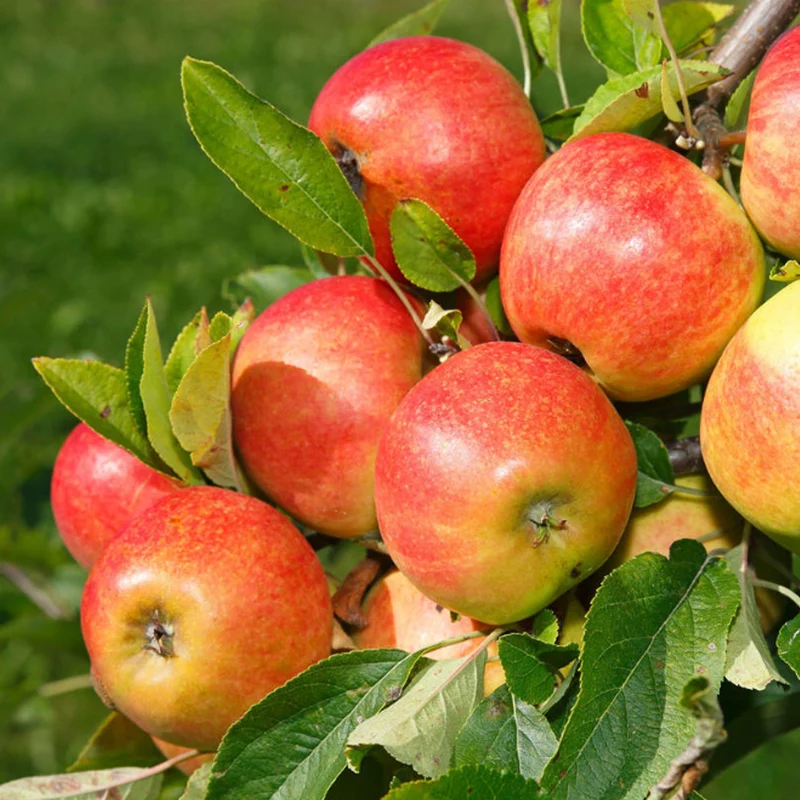 Apfel 'Elstar' Terrassenbaum