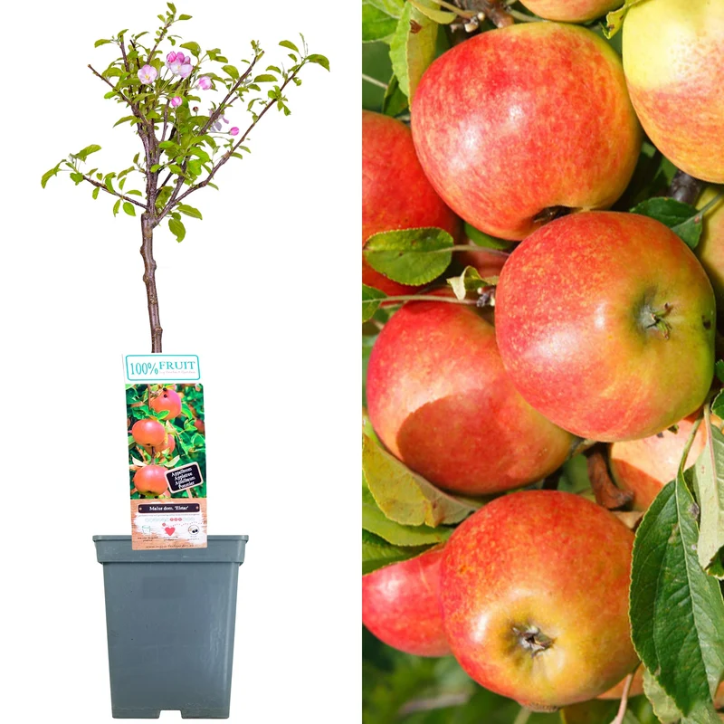 Apfel 'Elstar' Terrassenbaum