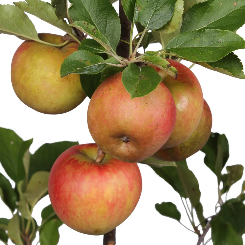 Apfel 'Elstar' Terrassenbaum