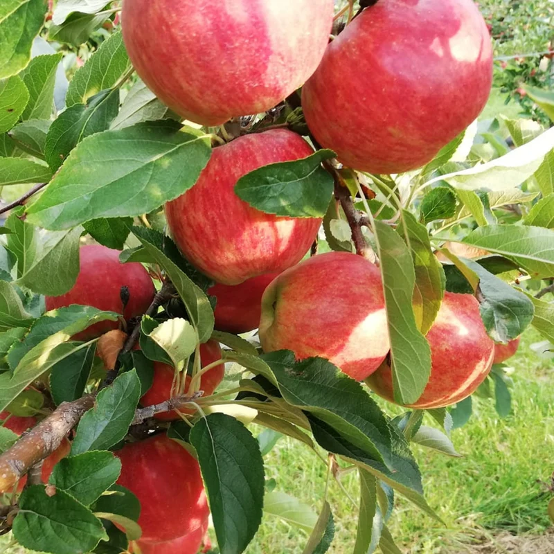 Apfel 'Elstar' Terrassenbaum