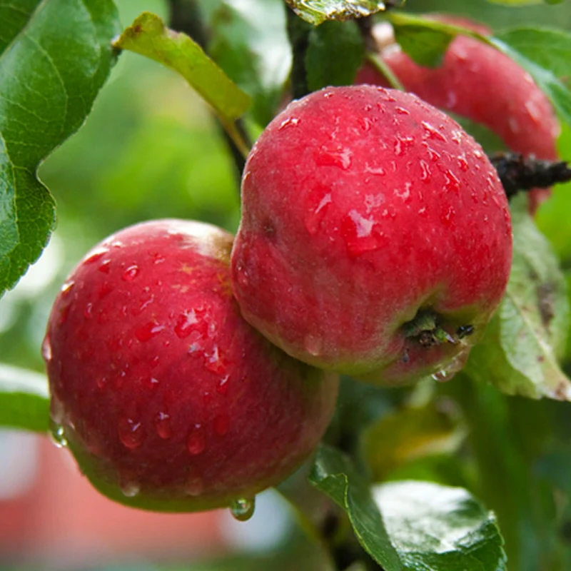 Apfel 'Discovery' Terrassenbaum