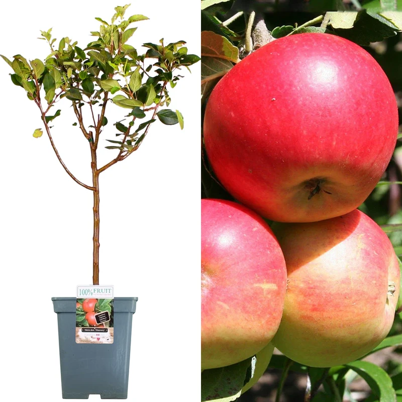 Apfel 'Discovery' Terrassenbaum