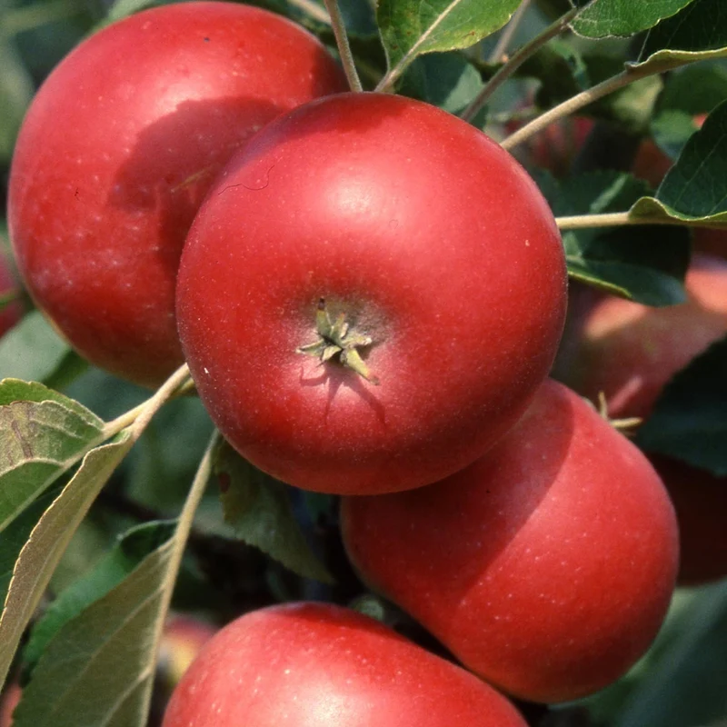 Apfel 'Discovery' Terrassenbaum