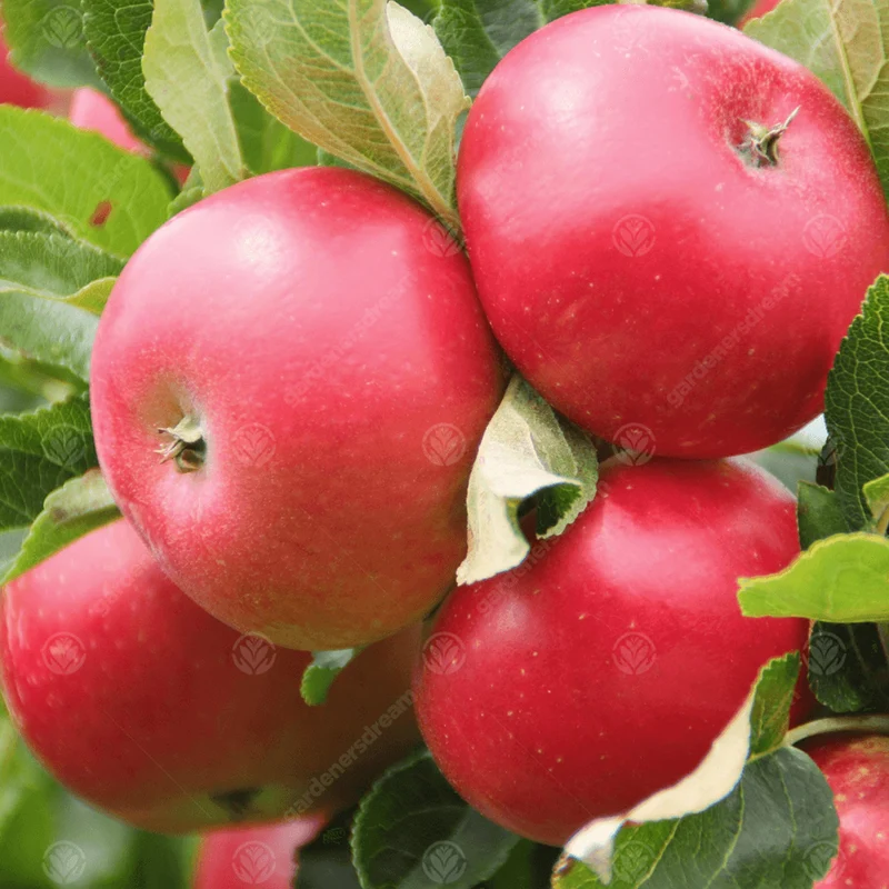 Apfel 'Discovery' Terrassenbaum