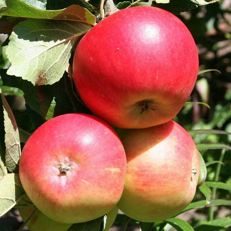 Apfel 'Discovery' Terrassenbaum