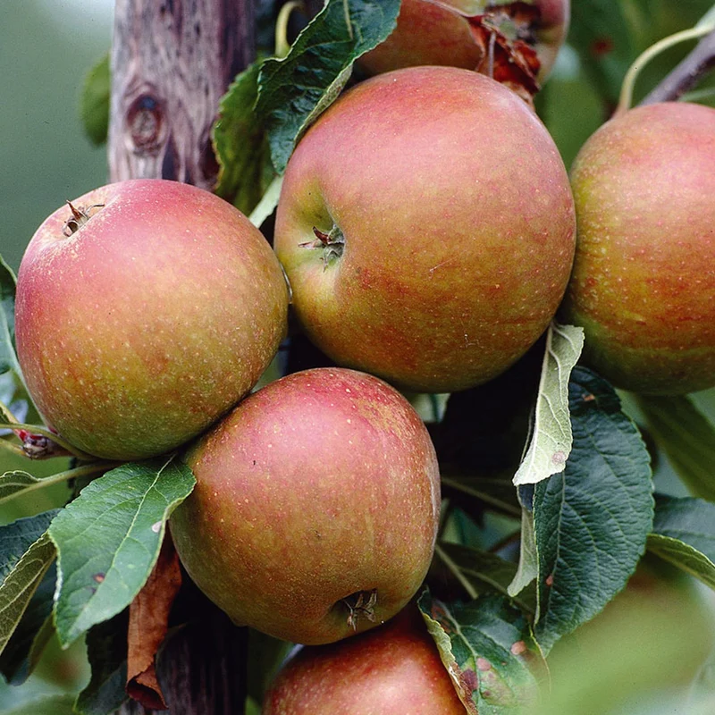 Apfel 'Cox's Orange Pippin' Terrassenbaum
