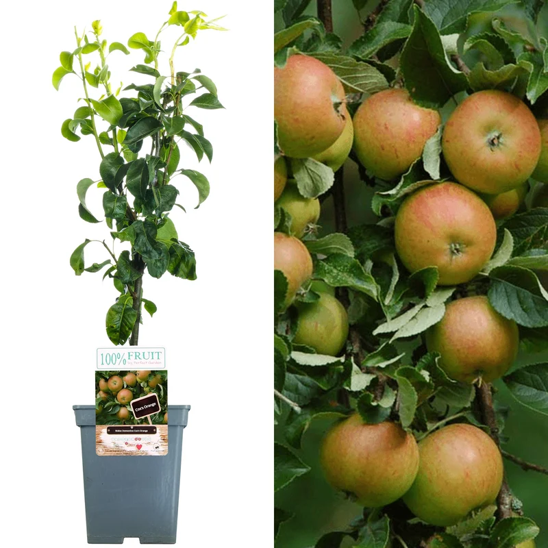 Apfel 'Cox's Orange Pippin' Terrassenbaum