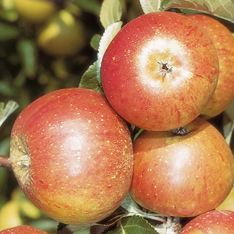 Apfel 'Cox's Orange Pippin' Terrassenbaum