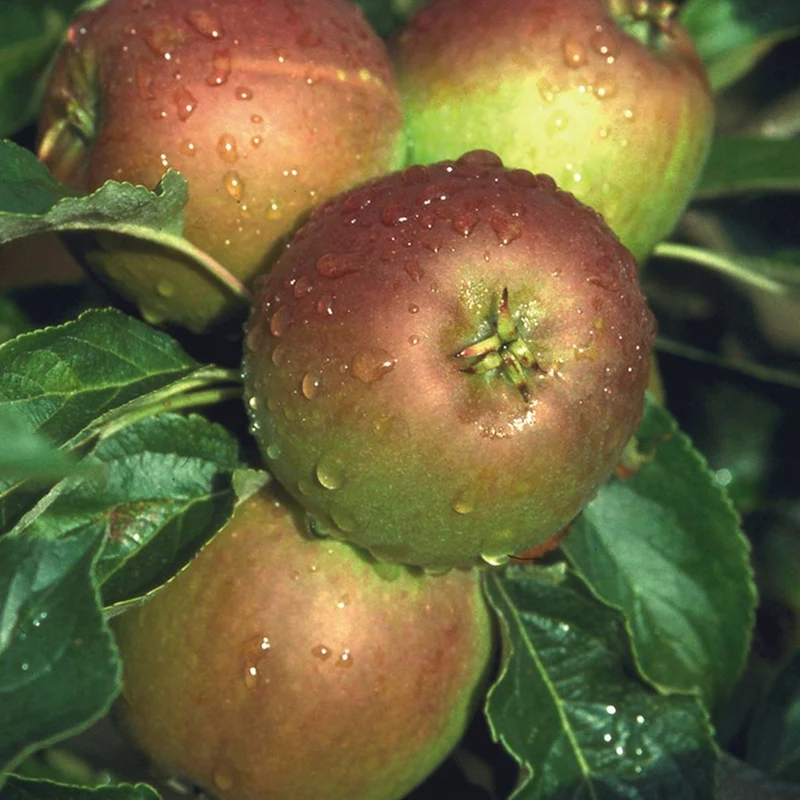 Apfel 'Cox's Orange Pippin' Terrassenbaum