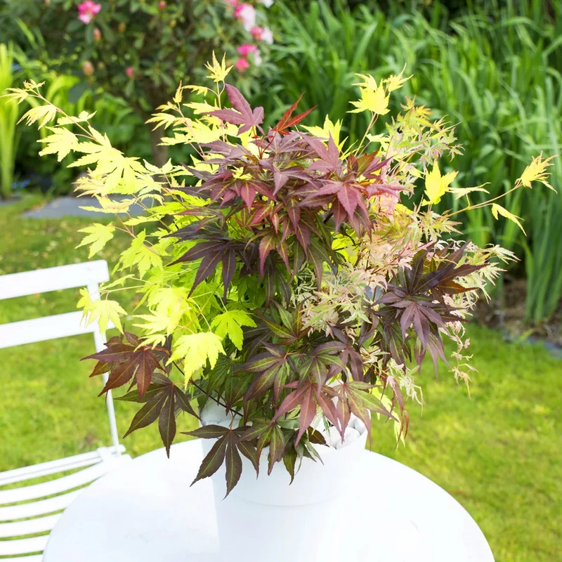 Acer 'Tricolour'