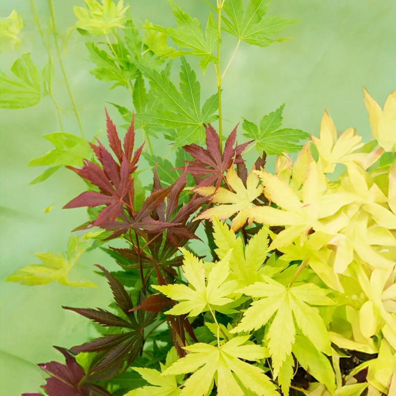 Acer 'Tricolour'